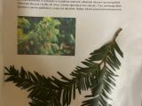 Jesienne zielniki w klasie 2c, 