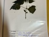 Jesienne zielniki w klasie 2c, 